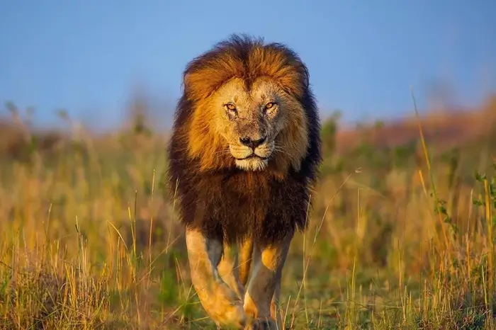 Big Five Safari Tour