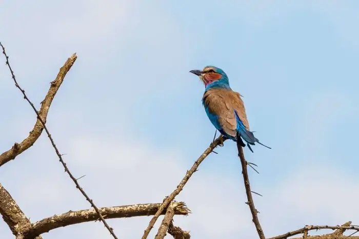 Bird Watching Safaris