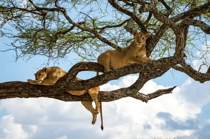 Climbing Lions