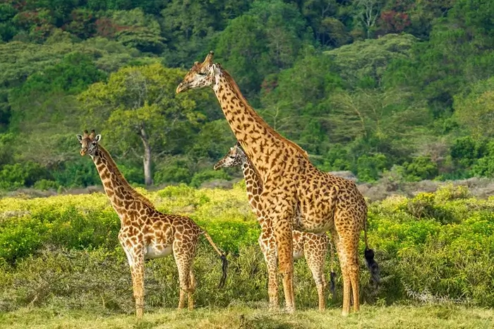 Explore Arusha National Park
