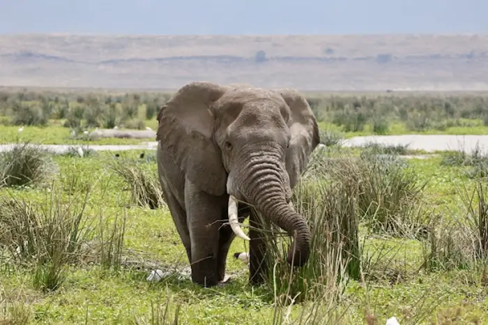 Tarangire National Park