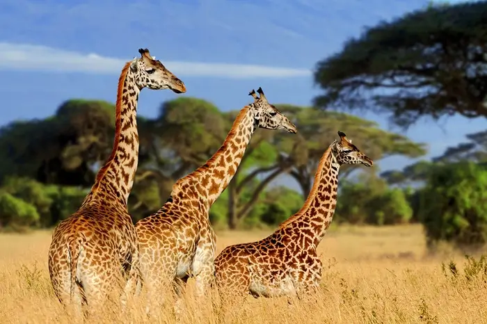 Ngorongoro Crater