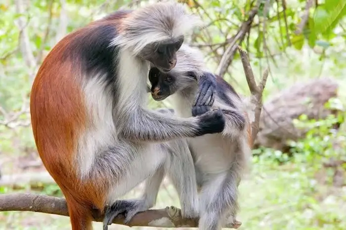 Arusha National Park
